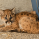Illustration for article titled ZOMG BABY COUGARS!!! And A Little About the AZA